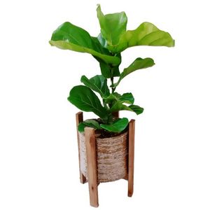 گیاه طبیعی فیکوس آفریقایی مدل p1001